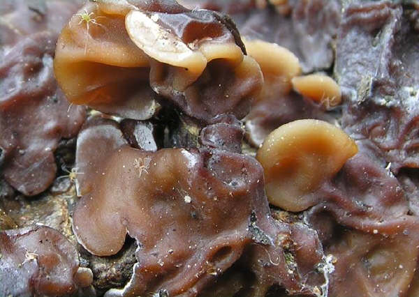 Auricularia mesenterica