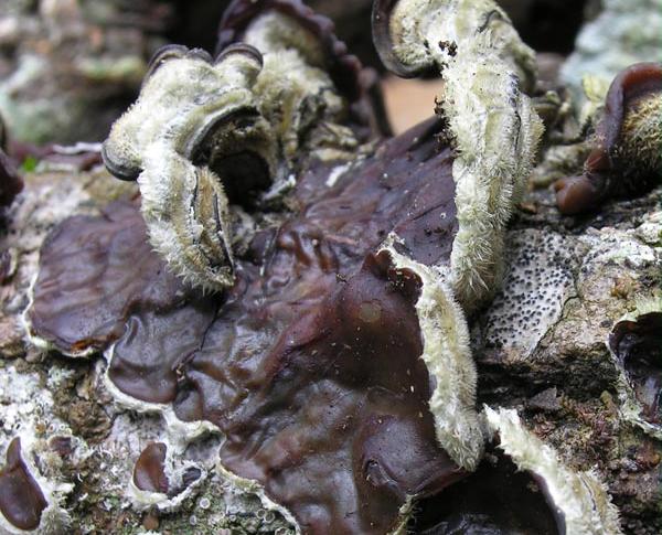 Auricularia mesenterica