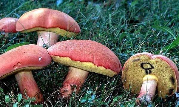 Boletus bicolor Peck