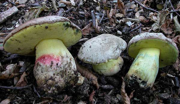 Boletus fechtneri Vel.