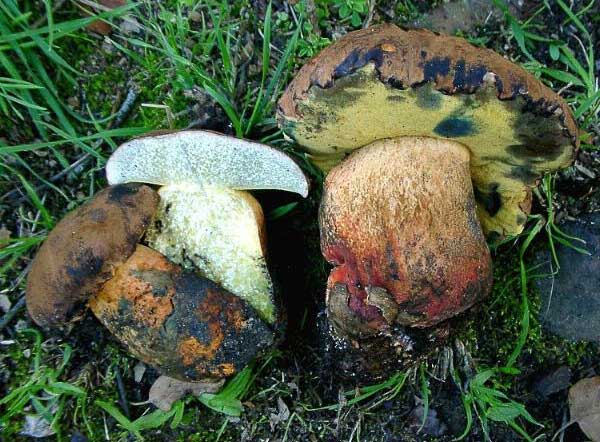 Boletus fragrans Vittad.