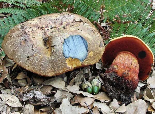 Boletus luteocupreus Estadès & Bertéa