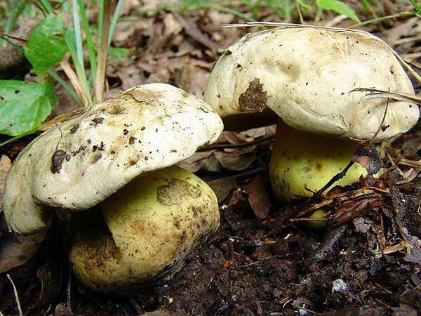 Boletus radicans Pers.: Fr. 