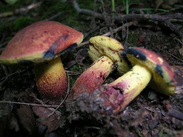 Boletus speciosus Frost