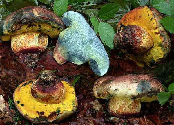 Boletus torosus Fr.