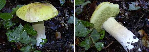 Boletus venturii Bon