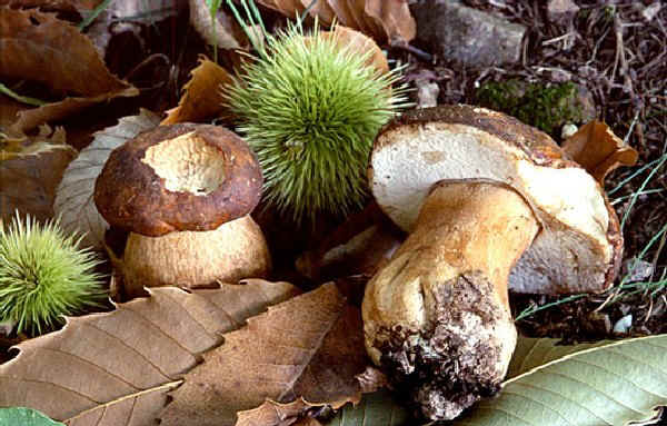 Boletus aereus