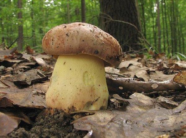 Boletus appendiculatus