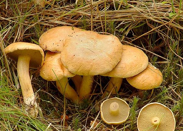 Suillus bovinus