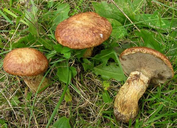 Boletus (Suillus) bresadolae