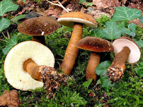 Gyroporus castaneus (Bull.: Fr.) Quél - Boletus castaneus Bull.