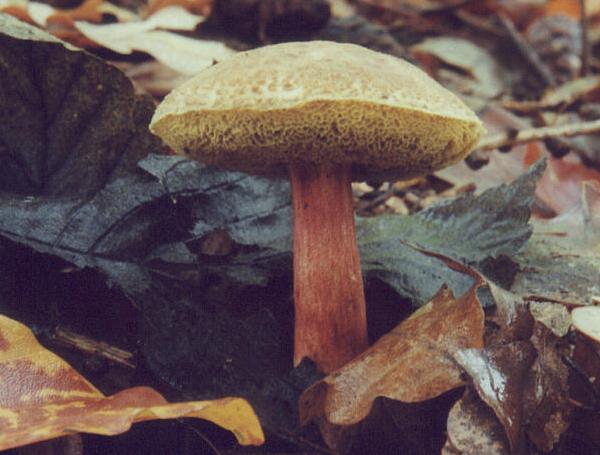 Xerocomus chrysenteron