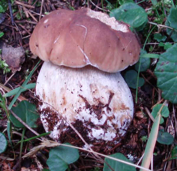 Boletus edulis