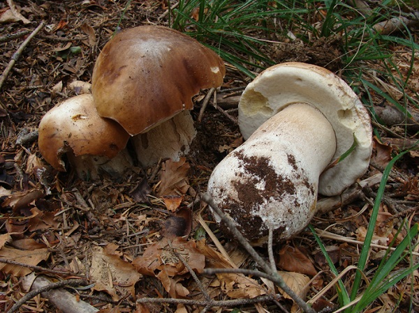 Boletus edulis