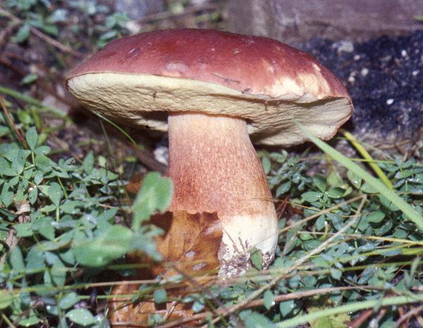 Boletus pinophilus