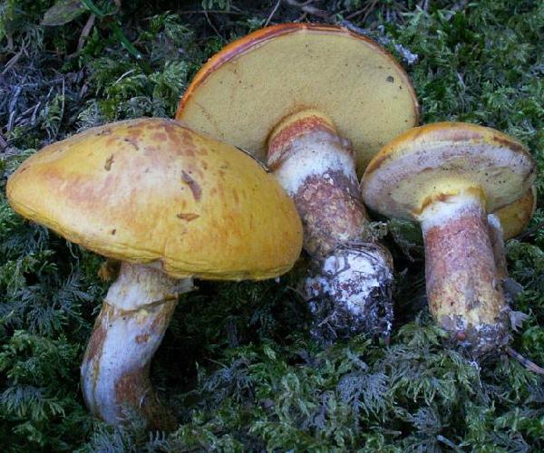 Suillus grevillei 