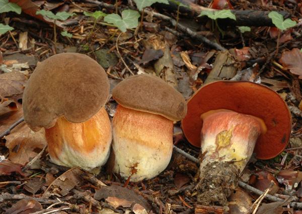 Boletus erythropus