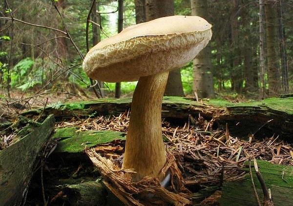 Boletus felleus