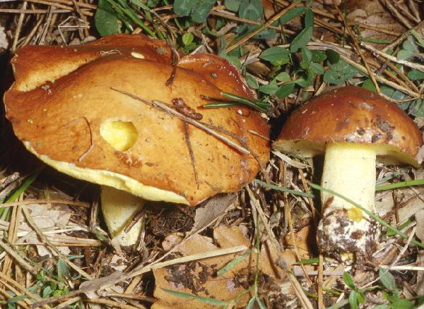 Suillus granulatus