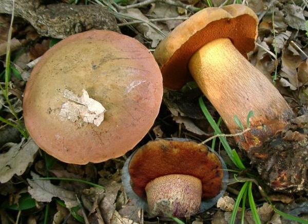 Boletus luridus