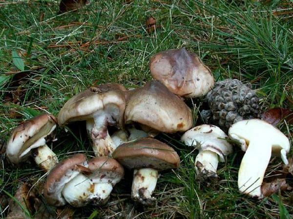 Suillus luteus