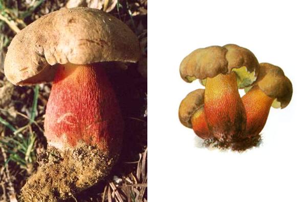 Boletus pachypus