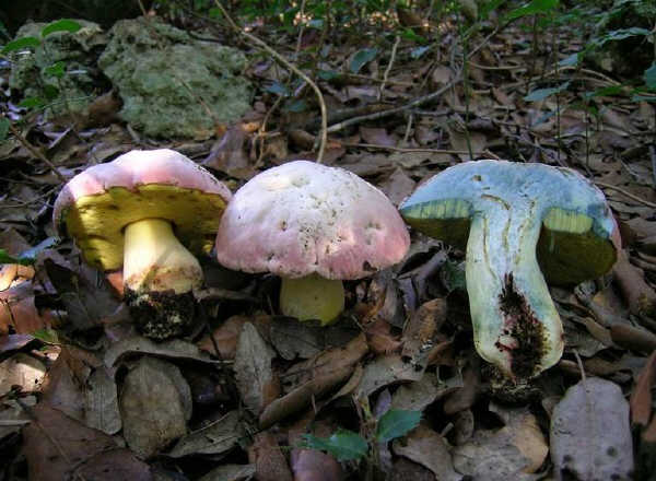 Boletus pulchrotinctus