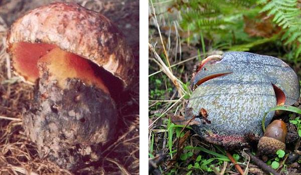 Boletus purpureus