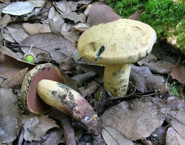 Boletus queletii