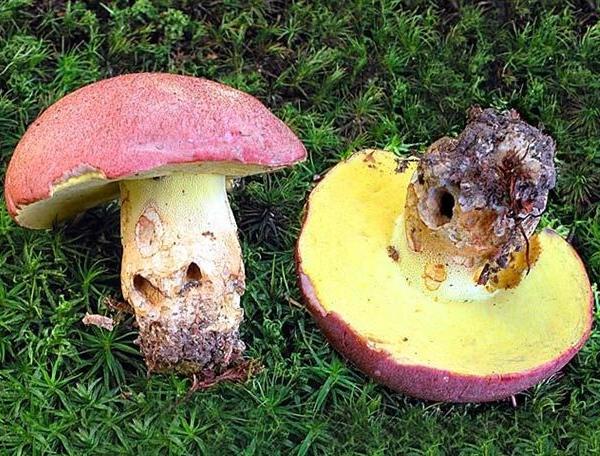 Boletus regius