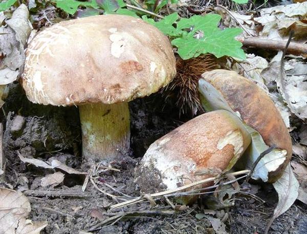 Boletus reticulatus