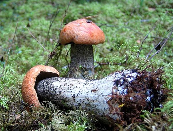 Boletus rufus