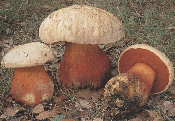 Boletus satanas