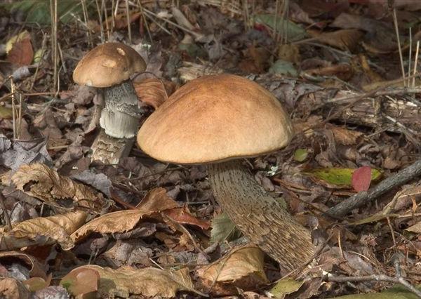 Boletus scaber