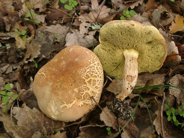 Boletus subtomentosus