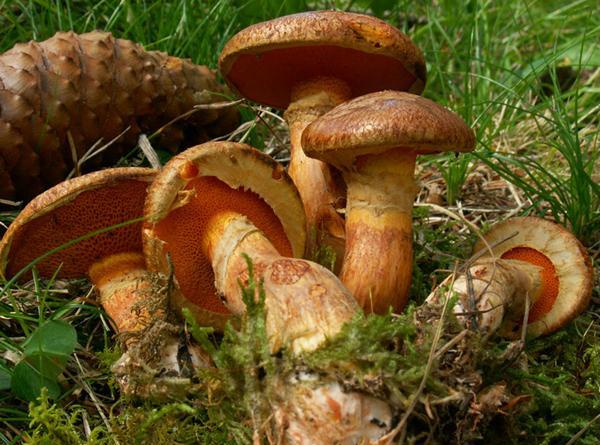 Suillus tridentinus