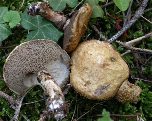 Boletus (Suillus) viscidus