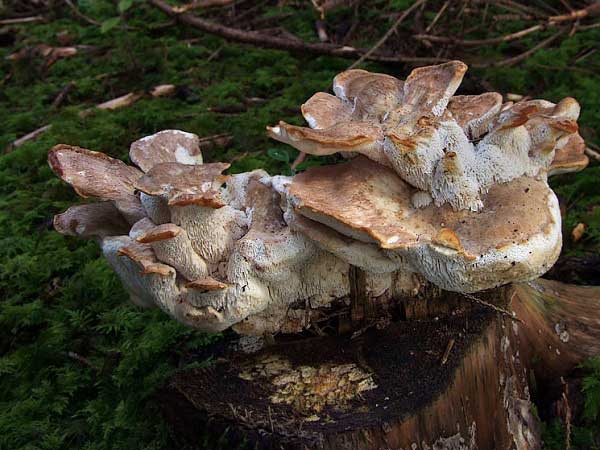 Bondarzewia mesenterica (Schaeff.) Kreisel