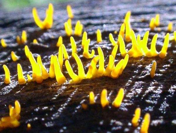 Calocera cornea