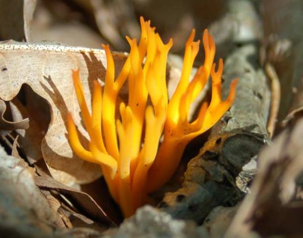 Calocera viscosa