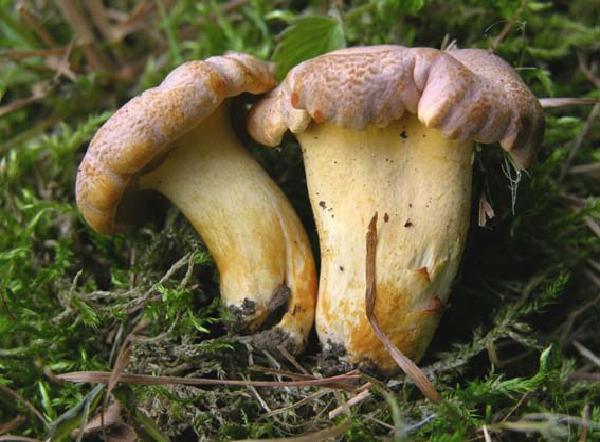 Cantharellus amethysteus