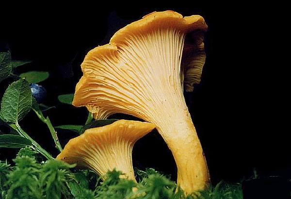 Cantharellus cibarius