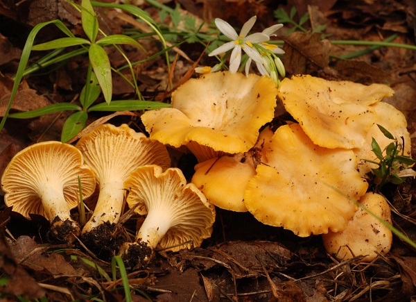 Cantharellus cibarius