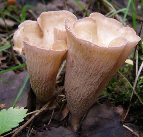 Cantharellus clavatus