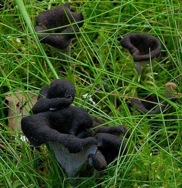 Cantharellus cornucopioides