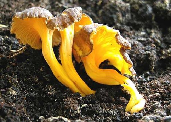 Cantharellus lutescens