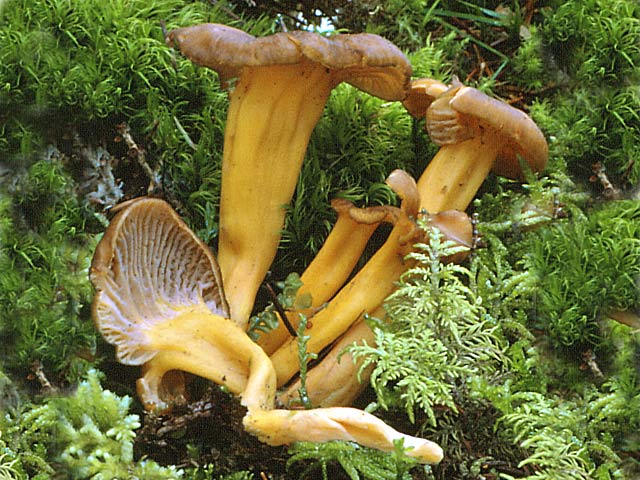 Cantharellus tubiformis