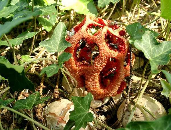 Clathrus cancellatus