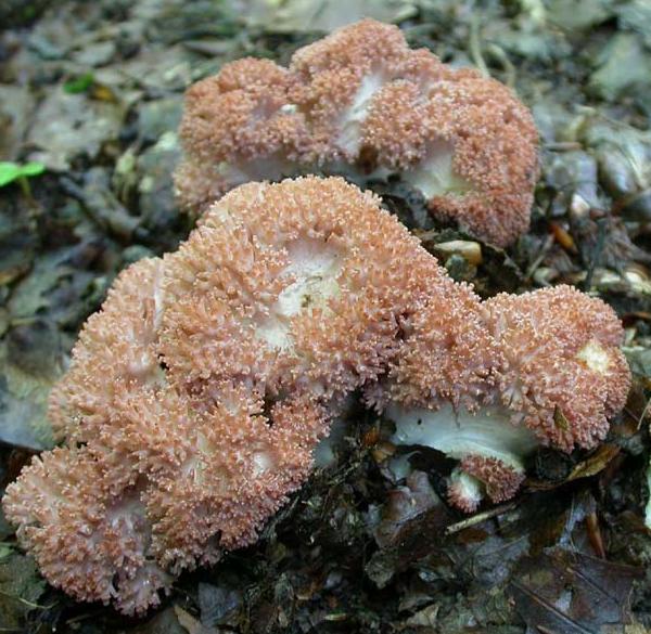 Ramaria botrytis