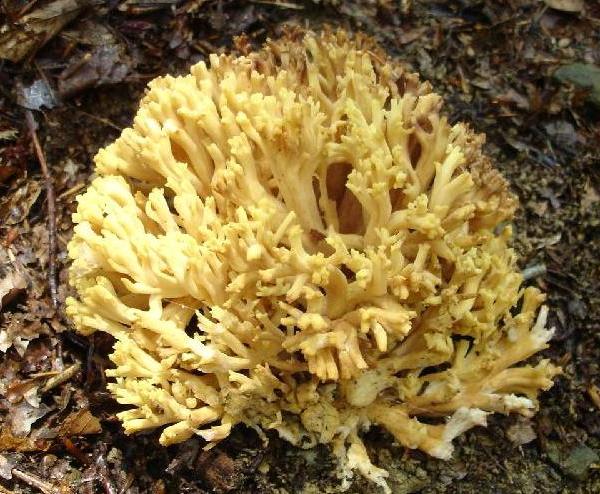 Ramaria flava